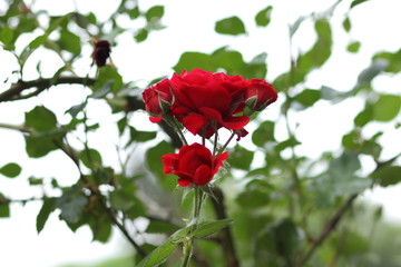 Red roses, flowers for Valentine's Day, a gift, a bouquet of red roses on March 8, a female dream, spring flowers in the botanical garden