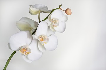Fototapeta na wymiar White Phalaenopsis Orchid Plant against a white background