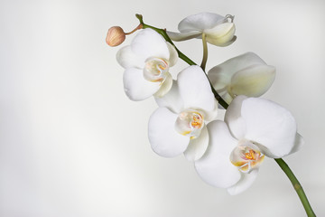 White Phalaenopsis Orchid Plant against a white background