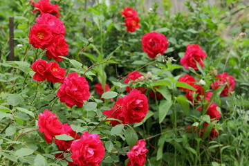 Fototapeta na wymiar Red roses, flowers for Valentine's Day, a gift, a bouquet of red roses on March 8, a female dream, spring flowers in the botanical garden