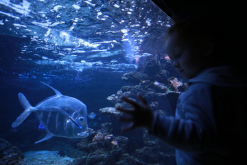 Boy looking at fish in aquarium - obrazy, fototapety, plakaty