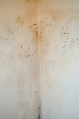 Cracked white wall with traces of moisture, mold and fungus