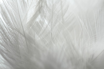 White feather of bird for background image.Texture of feather