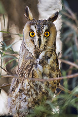 Long-eared owl (Asio otus)