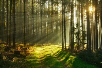 Foto op Plexiglas Voetpad door het dennenbos verlicht door zonnestralen door mist © AVTG