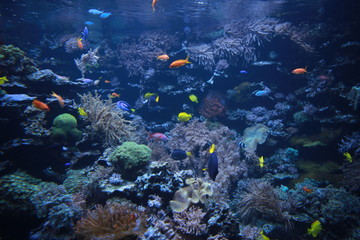 Fototapeta Colorful fishes in the aquarium obraz
