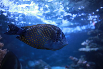 Colorful fishes in the aquarium