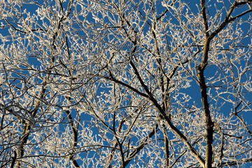 Winter light - frosty trees on a cold sunny winter day
