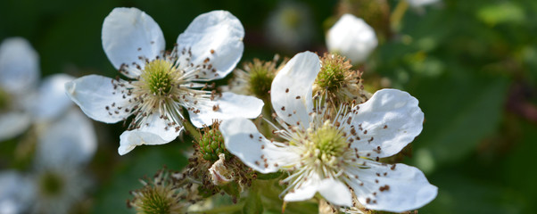 white flowers of a blackberry, a blossoming garden, a panorama