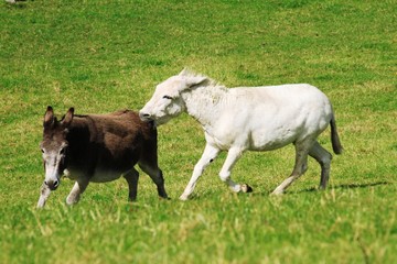 Donkeys fighting and biting