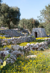 Mediterranean landscape in Salento with olive trees, stones and walls, Italy