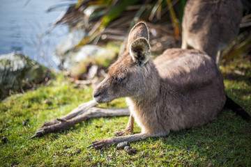 A kangaroo relaxing in the sun