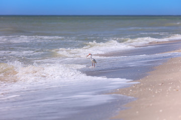 White ibis (Eudocimus albus) on the shore of Sanibel Island