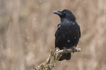 Raven (Corvus corax)