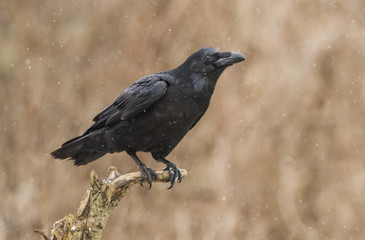 Raven (Corvus corax)