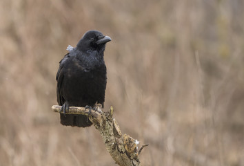 Raven (Corvus corax)