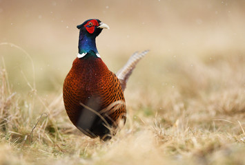 Ringneck Pheasant (Phasianus colchicus)