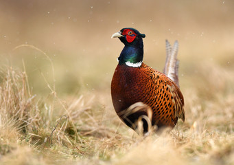 Ringneck Pheasant (Phasianus colchicus)