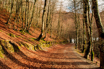 Fototapeta na wymiar Horizontal View of the Landscape With the Sun Trough the Trees in The Italian National Park of the Pollino Before the Sunset.
