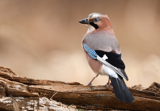 Eurasian Jay (Garrulus glandarius)