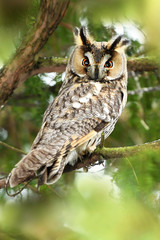 Long eared owl (Asio otus)