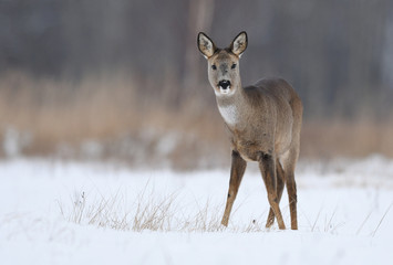 Roe deer (Capreolus capreolus)