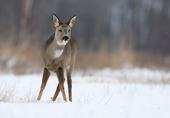 Roe deer (Capreolus capreolus)