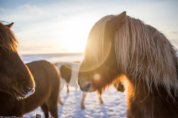 red-haired Icelandic horse in sunrise sun in winter
