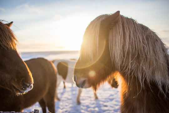 Red-haired Icelandic Horse In Sunrise Sun In Winter