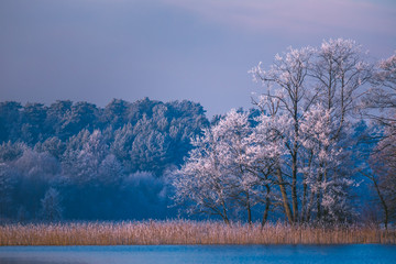 Calm winter landscape of frozen trees in the island of the lake, Lithuania
