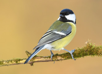 Great tit (Parus major)