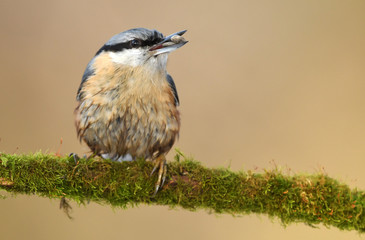 Nuthatch (Sitta europaea)