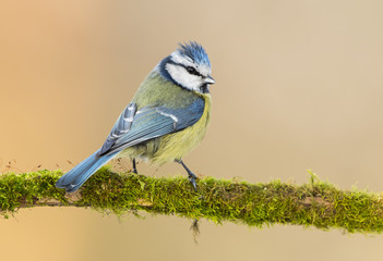 Blue tit (Cyanistes caeruleus)