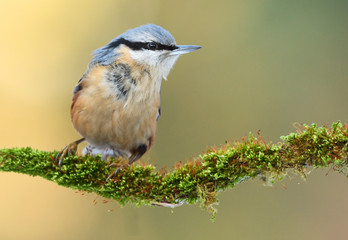 Nuthatch (Sitta europaea)