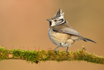 Crested Tit (Lophophanes cristatus)