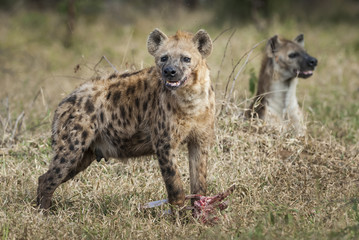 Hyena eating, Africa
