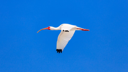 White ibis, Eudocimus albus, flying against blue sky, Florida USA
