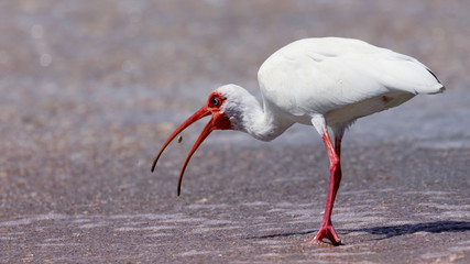 White ibise (Eudocimus albus) catching a crap, Sanibel Island, Florida