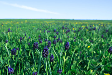 Spring wild flowers on a field