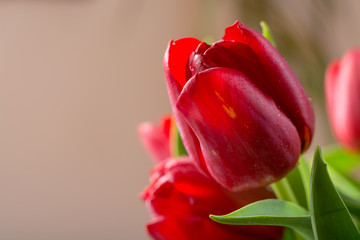 Beautiful fresh red Dutch tulips close up
