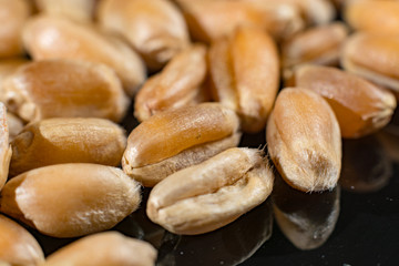 Macro collection, dry white wheat seeds close up on black