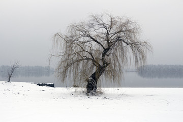 Lonely willow on the river bank in winter