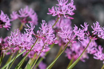 ピンクのダイヤモンドリリーの花