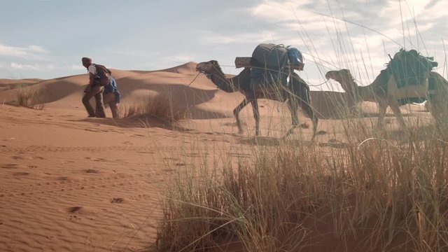 Caravane chameli&egrave;re dans le d&eacute;sert du Sahara dans le sud du Maroc