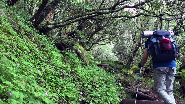 Randonneur dans une for&ecirc;t tropicale humide, durant l'ascension du Piton des Neiges &agrave; la R&eacute;union