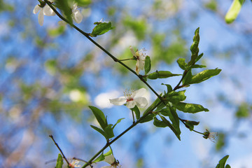 White flowers blossoming on the branch of wild tree