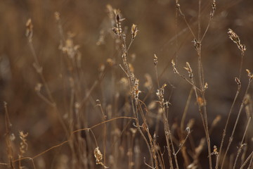 Fototapeta premium tallgrass