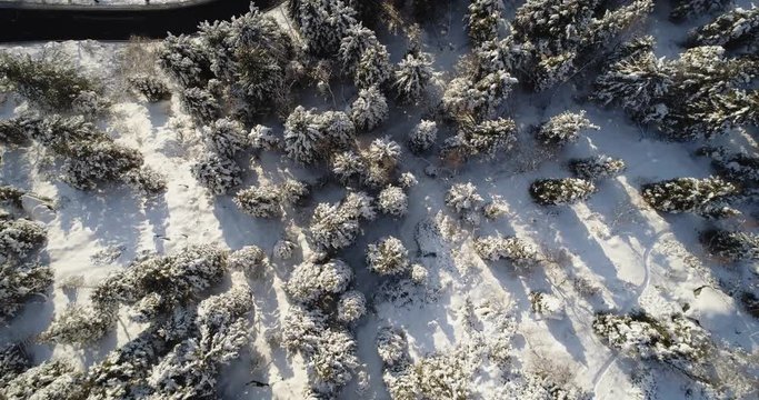 overhead aerial top view moving over alpine mountain snow covered pine forest woods and road.Warm sun.Winter outdoor nature scape snowy establisher.4k drone flight straight-down establishing shot