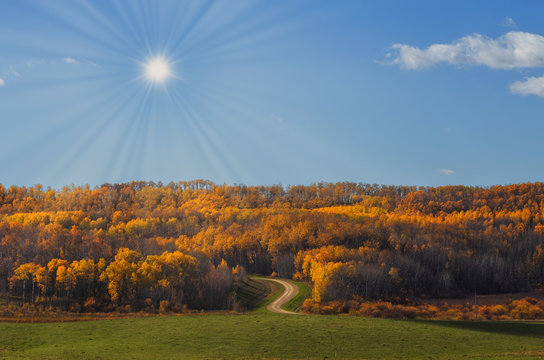 Fototapeta A winding dirt road through a thick stand of autumn colored forest in a rural countryside landscape
