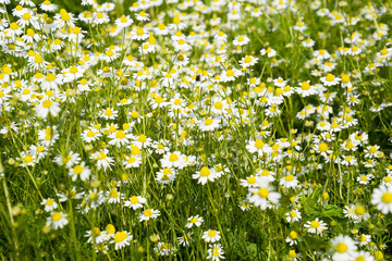 Glade of flowers of chamomiles. Flowering chamomile